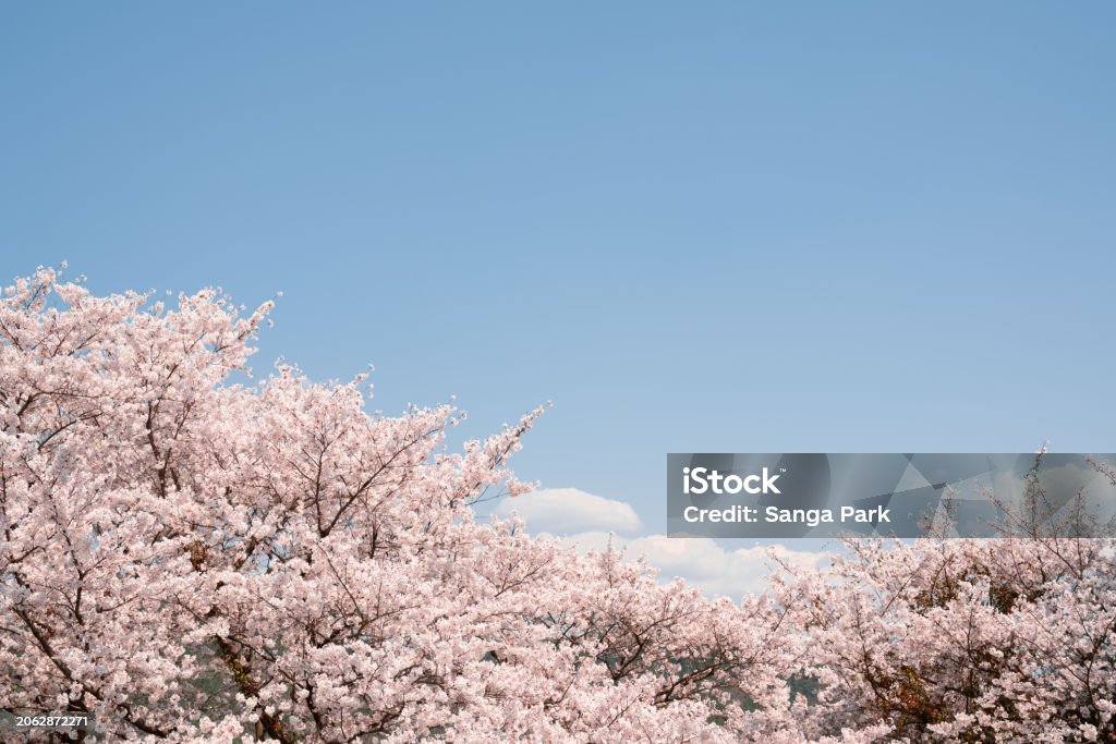 Korean Culture
